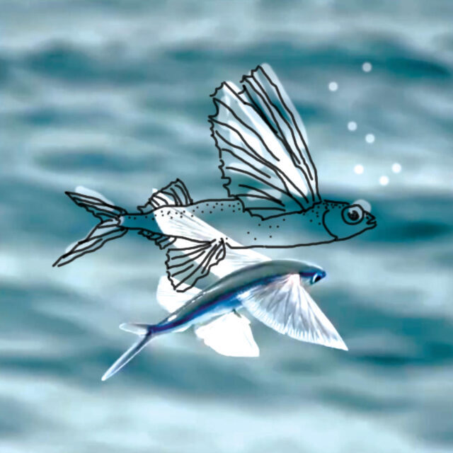Fliegende Fische